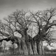 Illustration for article titled Extraordinary pictures of the most ancient trees on Earth